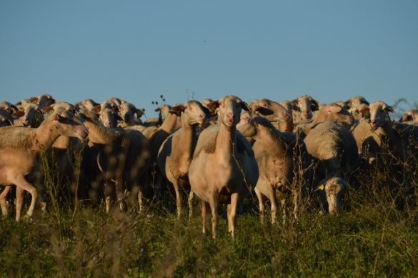 Roquefort, un troupeau de brebis