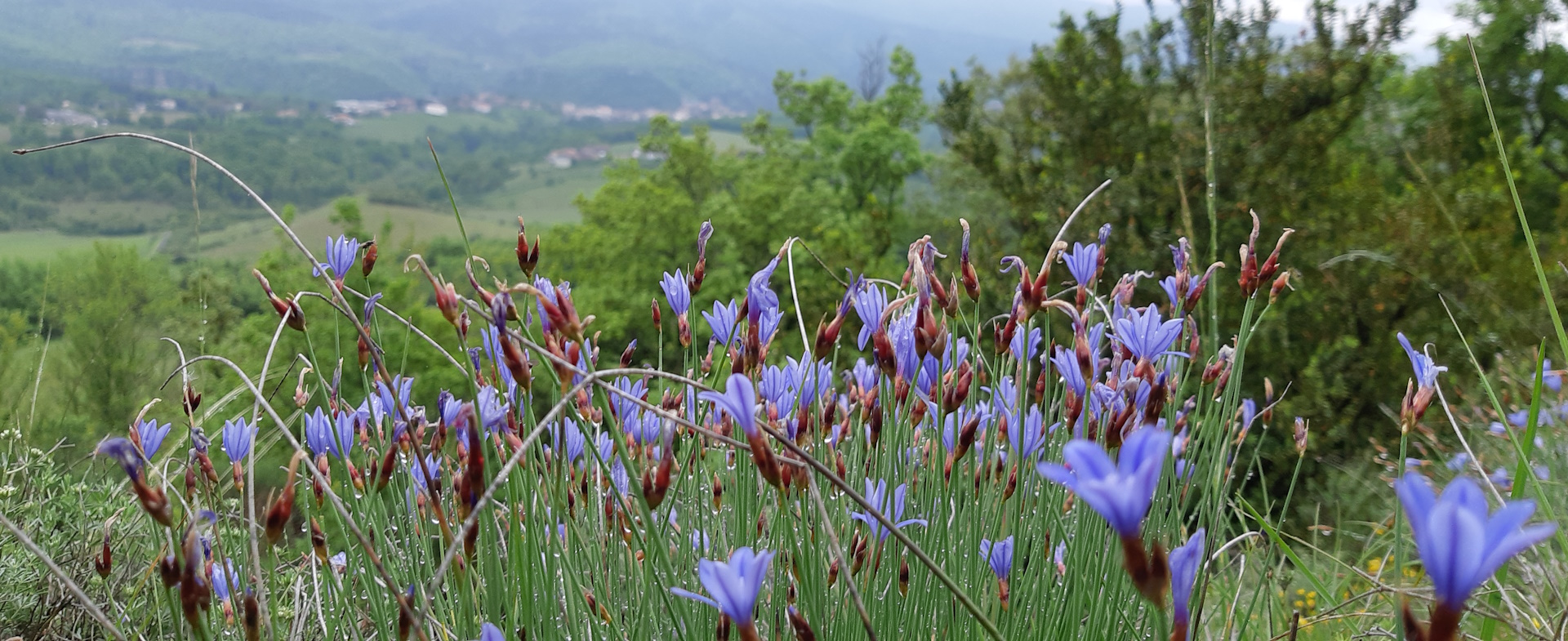 Flore des Causses