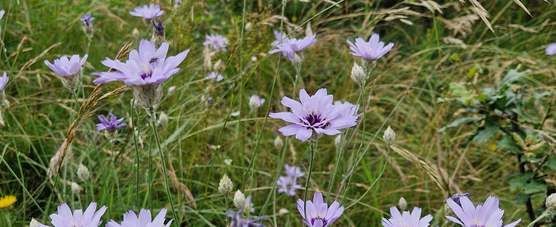 Flore des Causses