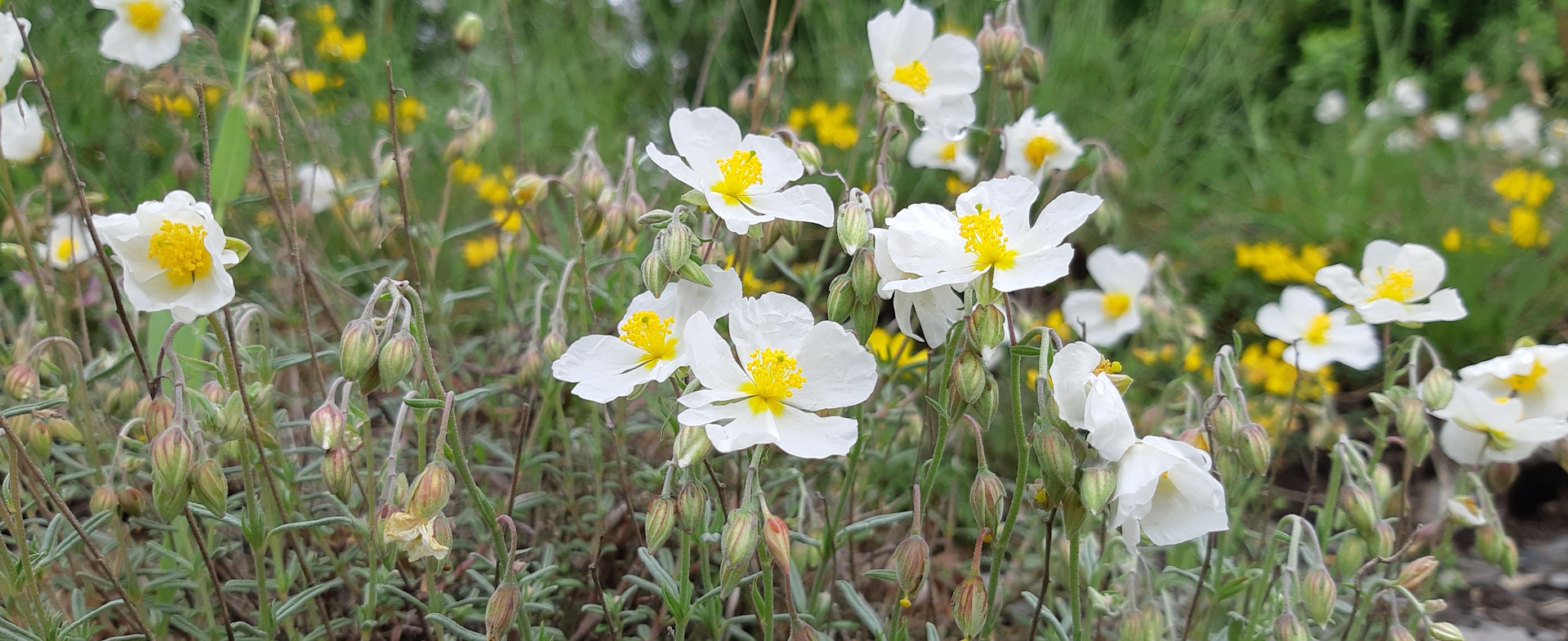 Flore des Causses